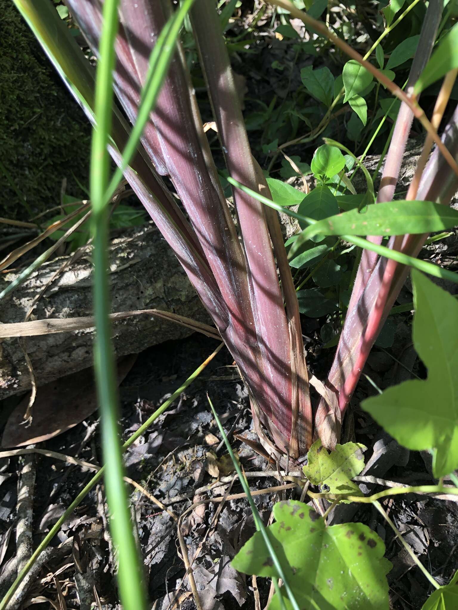 Plancia ëd Echinochloa muricata (P. Beauv.) Fernald