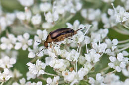 Plancia ëd Mordellistena limbalis (Melsheimer 1845)