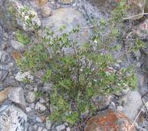 Imagem de Indigofera pilgeriana Schltr.