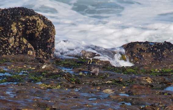 Image of Surfbird