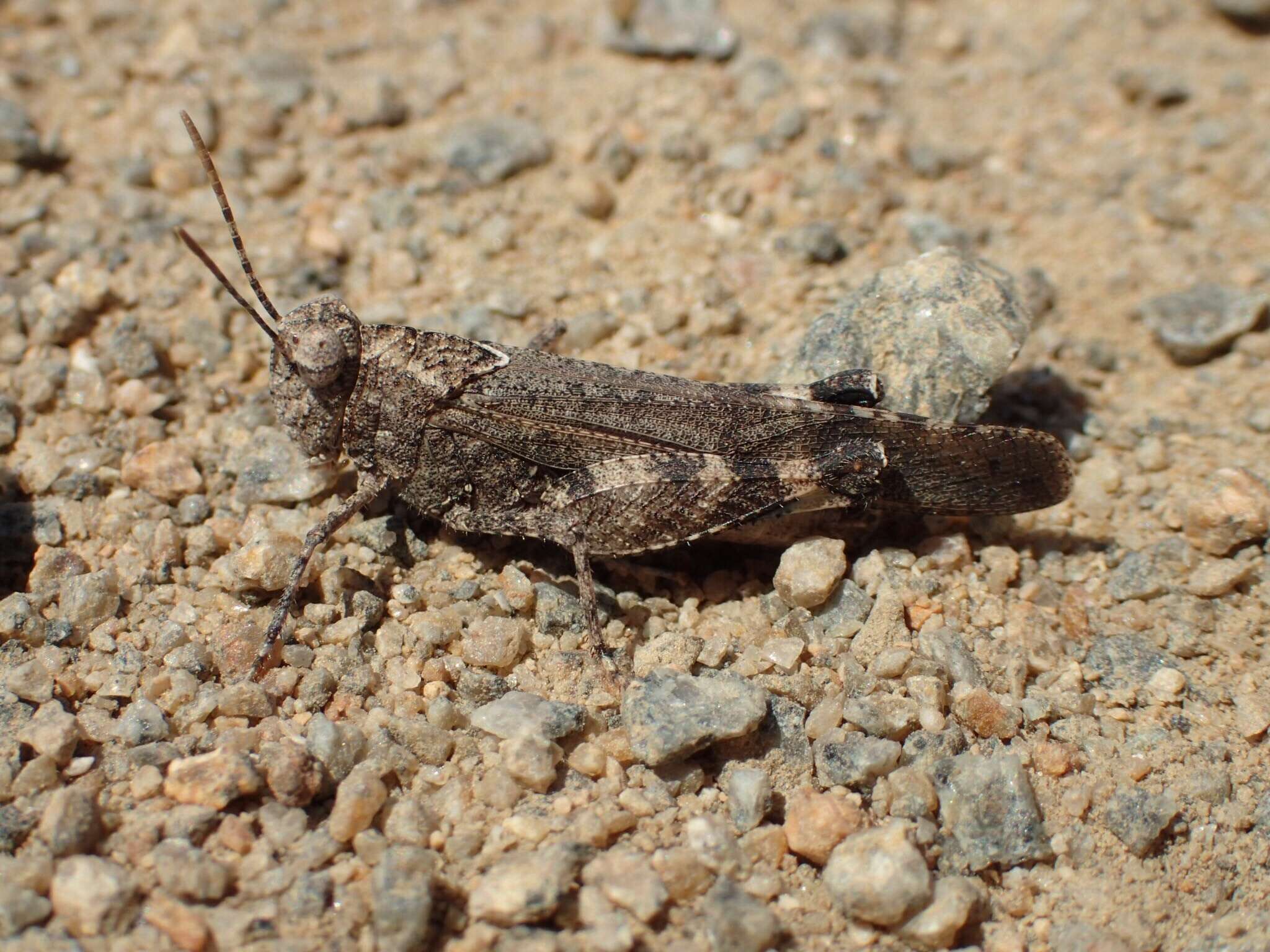 Image of Lactista gibbosus Saussure 1884