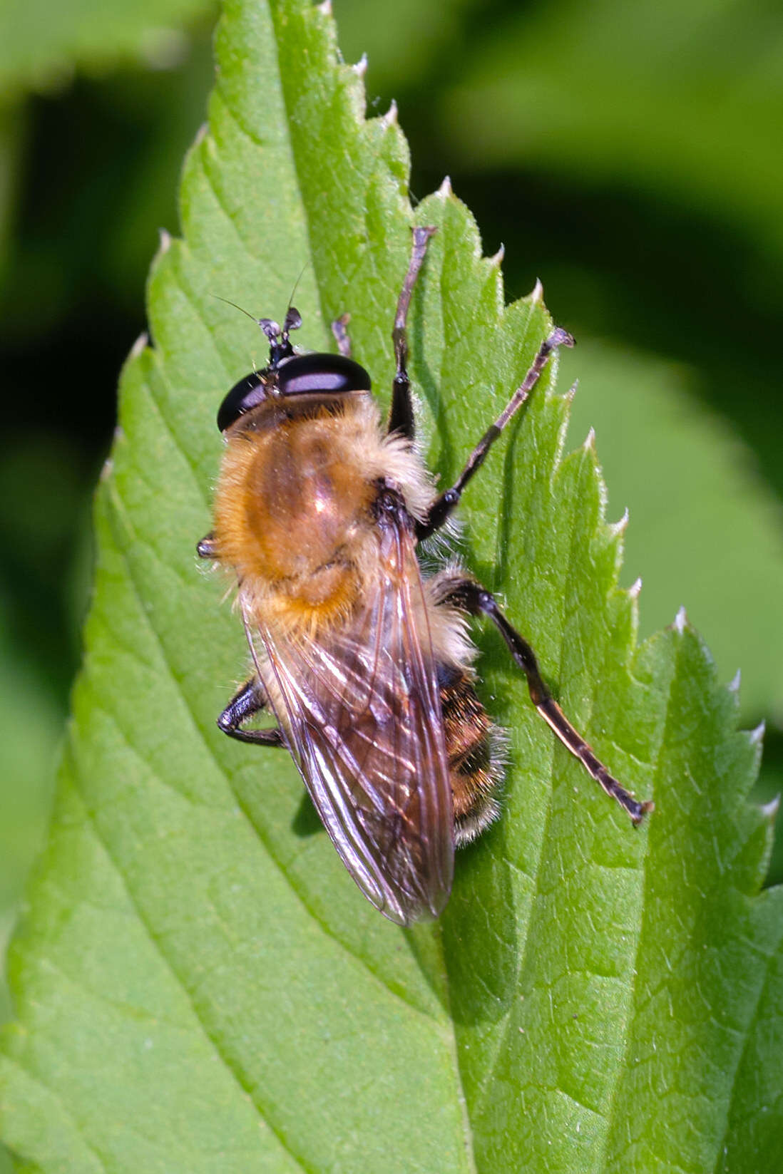 Image of Criorhina floccosa (Meigen 1822)