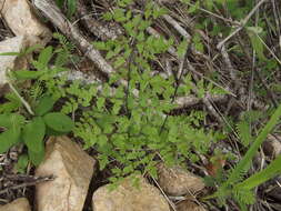 Sivun Cheilanthes lozanoi var. seemannii (Hook.) Mickel & Beitel kuva