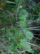 Image of Myosotis nemorosa Besser