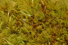 Image of Howell's dicranum moss