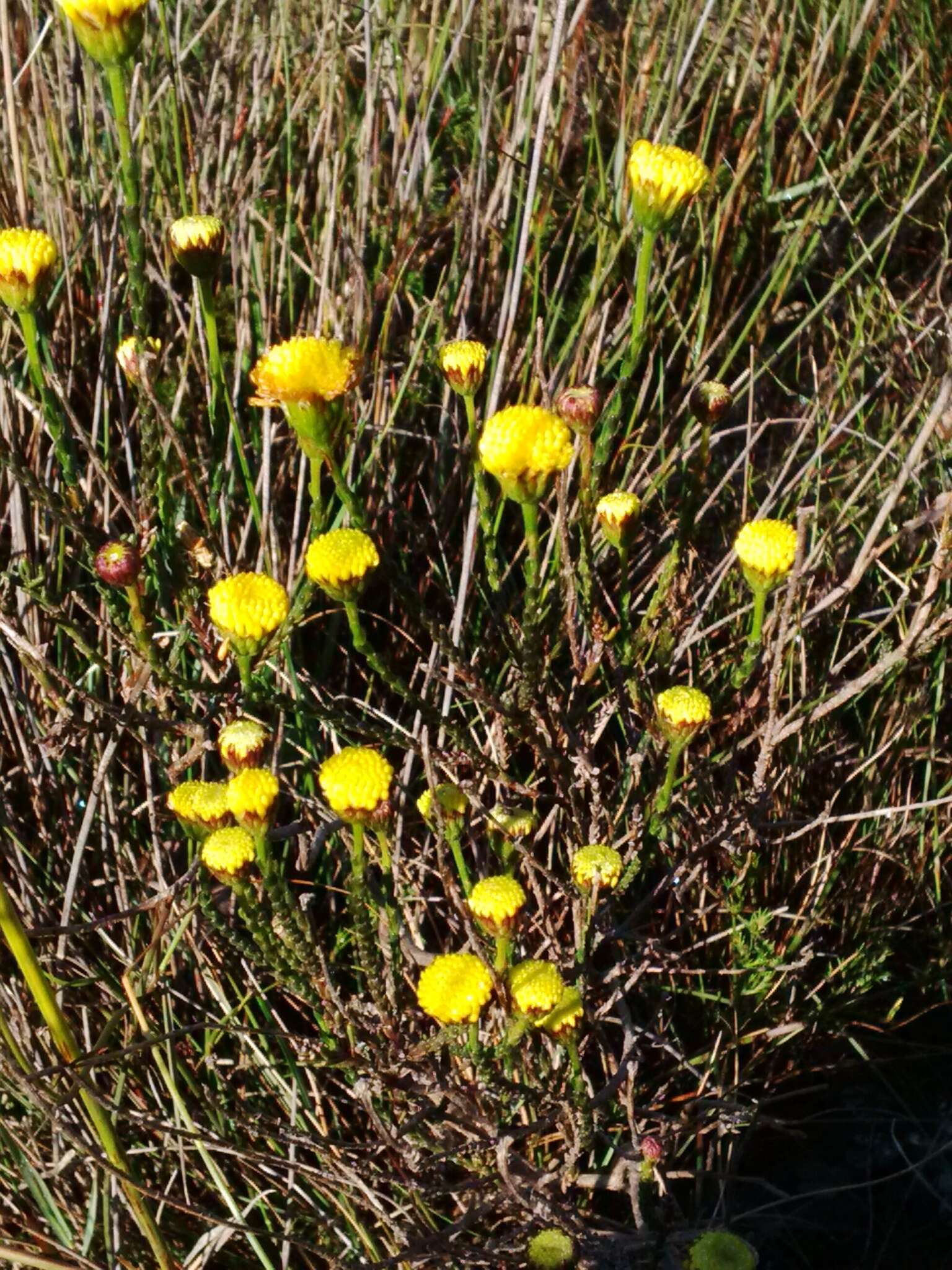 Слика од Chrysocoma esterhuyseniae E. Bayer