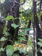 Sivun <i>Mucuna monticola</i> N. Zamora, T. M. Moura & A. M. G. Azevedo kuva