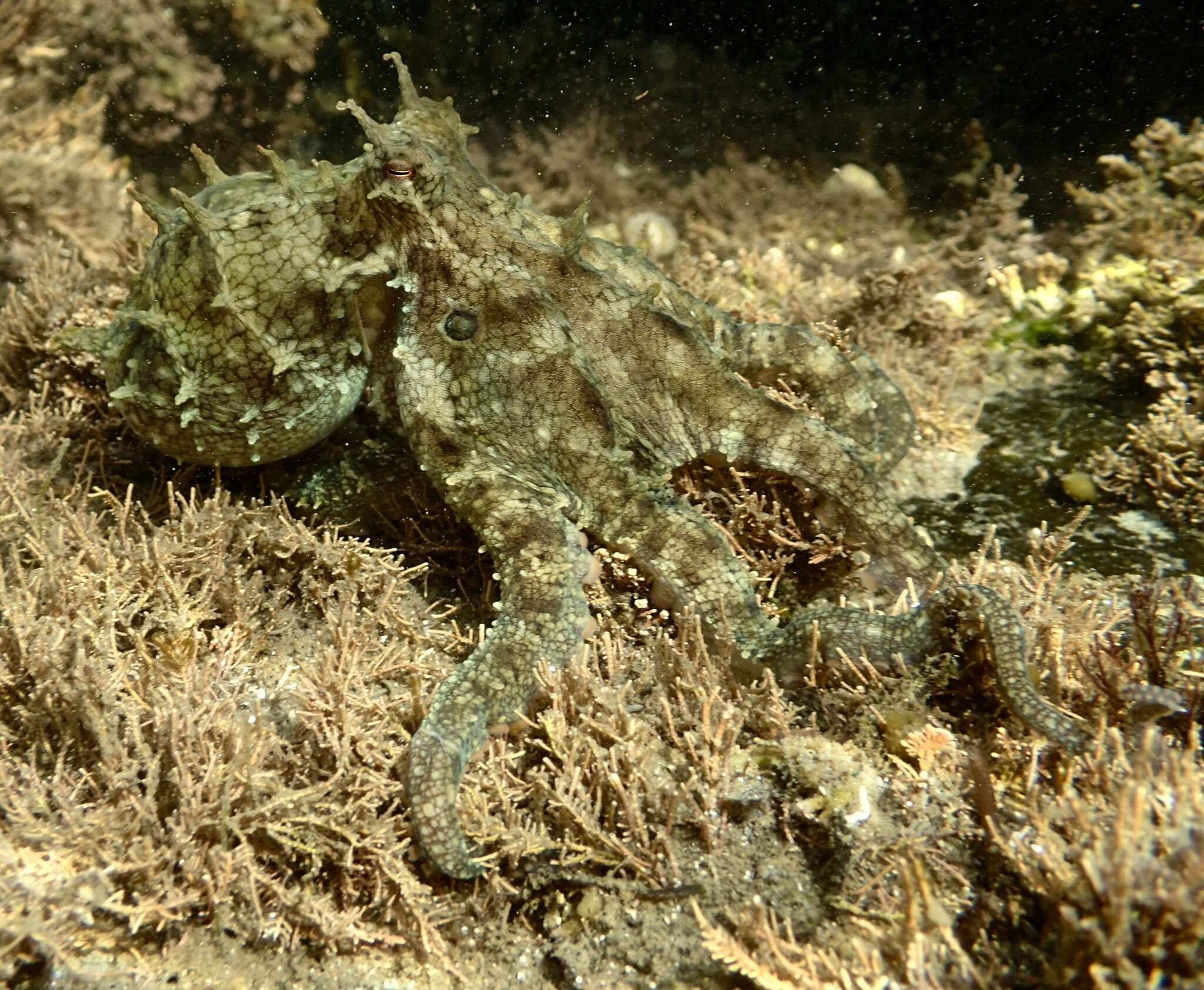 Image of California two-spot octopus