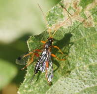 Sivun Echthromorpha intricatoria (Fabricius 1804) kuva