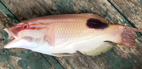 Image of Blackspot wrasse