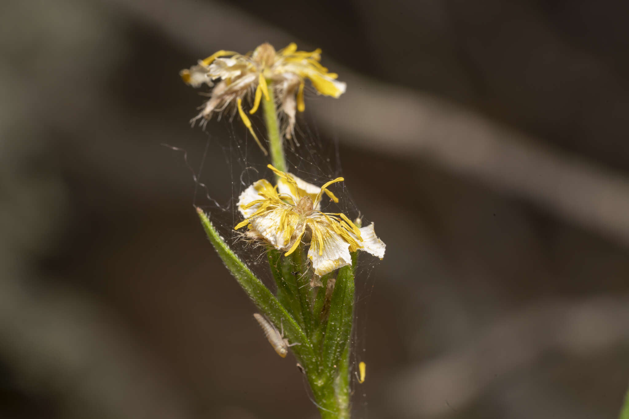 Image de Ranunculus neapolitanus Tenore