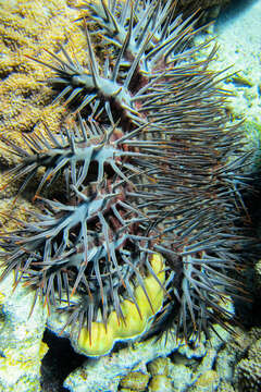 Image of crown of thorns starfish