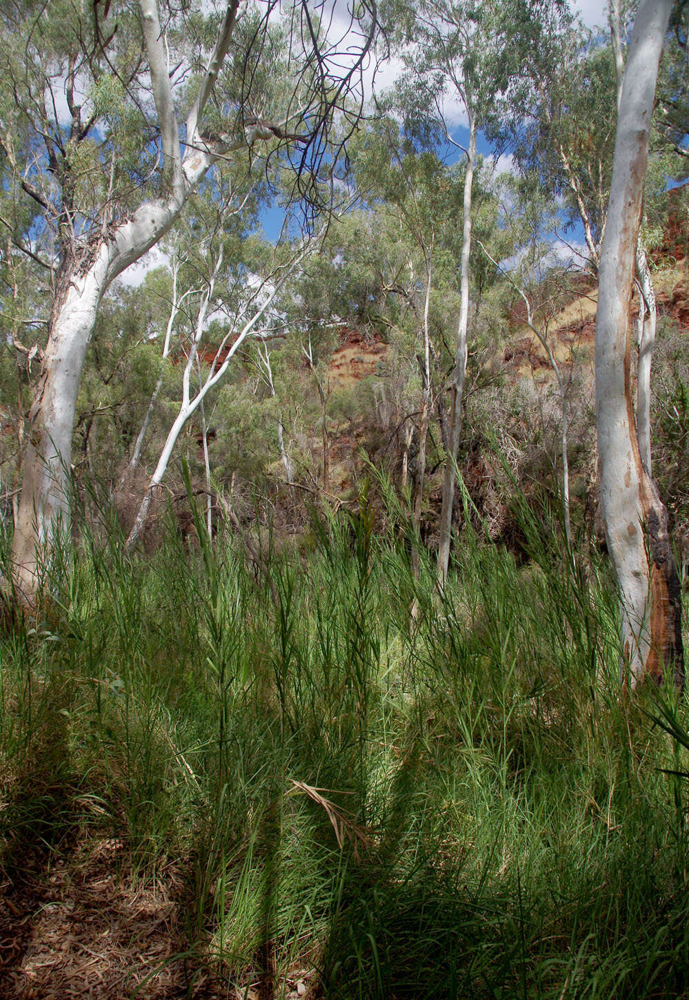 Слика од Eucalyptus camaldulensis subsp. refulgens Brooker & M. W. Mc Donald