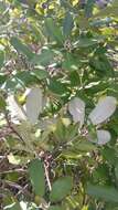 Pittosporum ralphii T. Kirk resmi