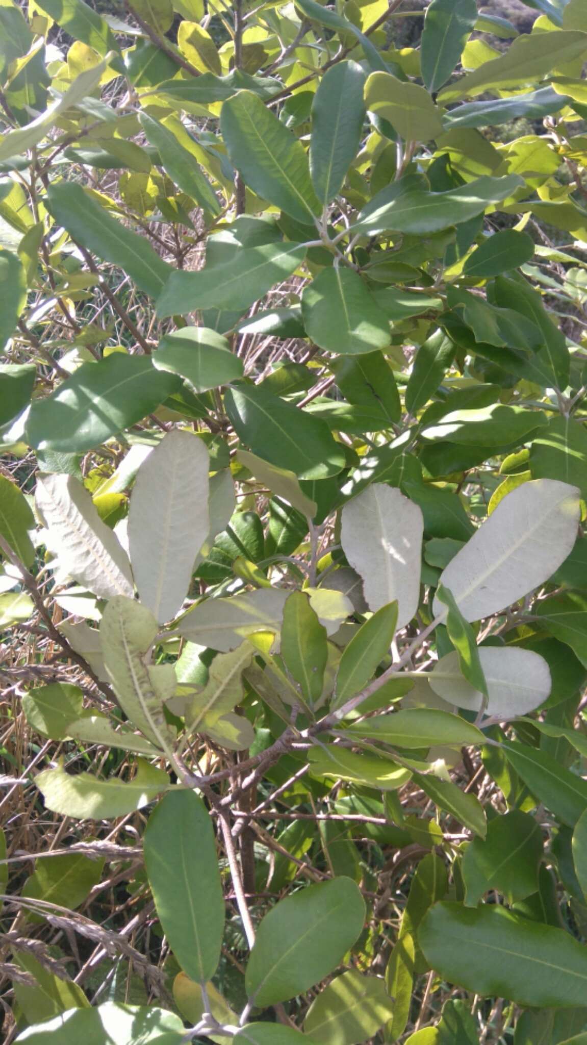 Pittosporum ralphii T. Kirk resmi