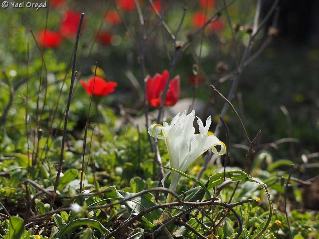 Iris palaestina (Baker) Barbey的圖片