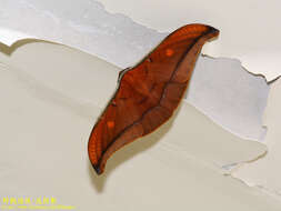 Image of Antheraea formosana Sonan 1937