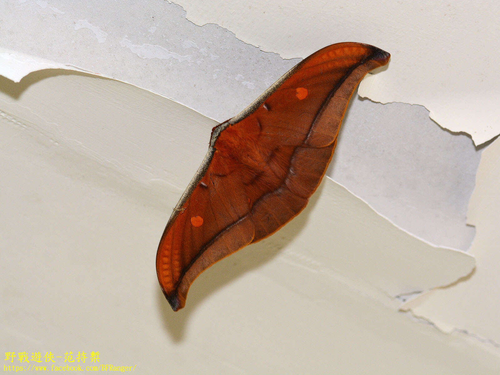 Image of Antheraea formosana Sonan 1937