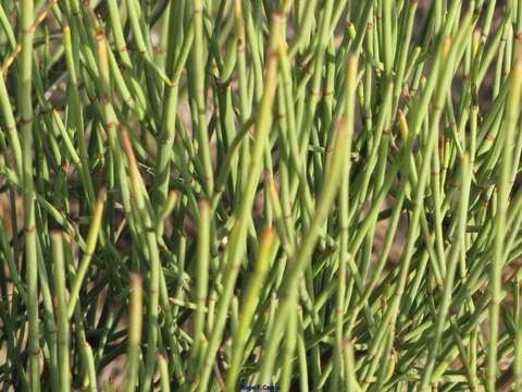 Image of Ephedra fragilis subsp. fragilis