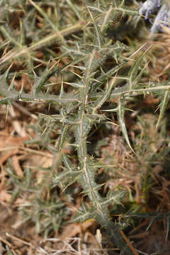 Image of Echinops spinosissimus subsp. bithynicus (Boiss.) Greuter