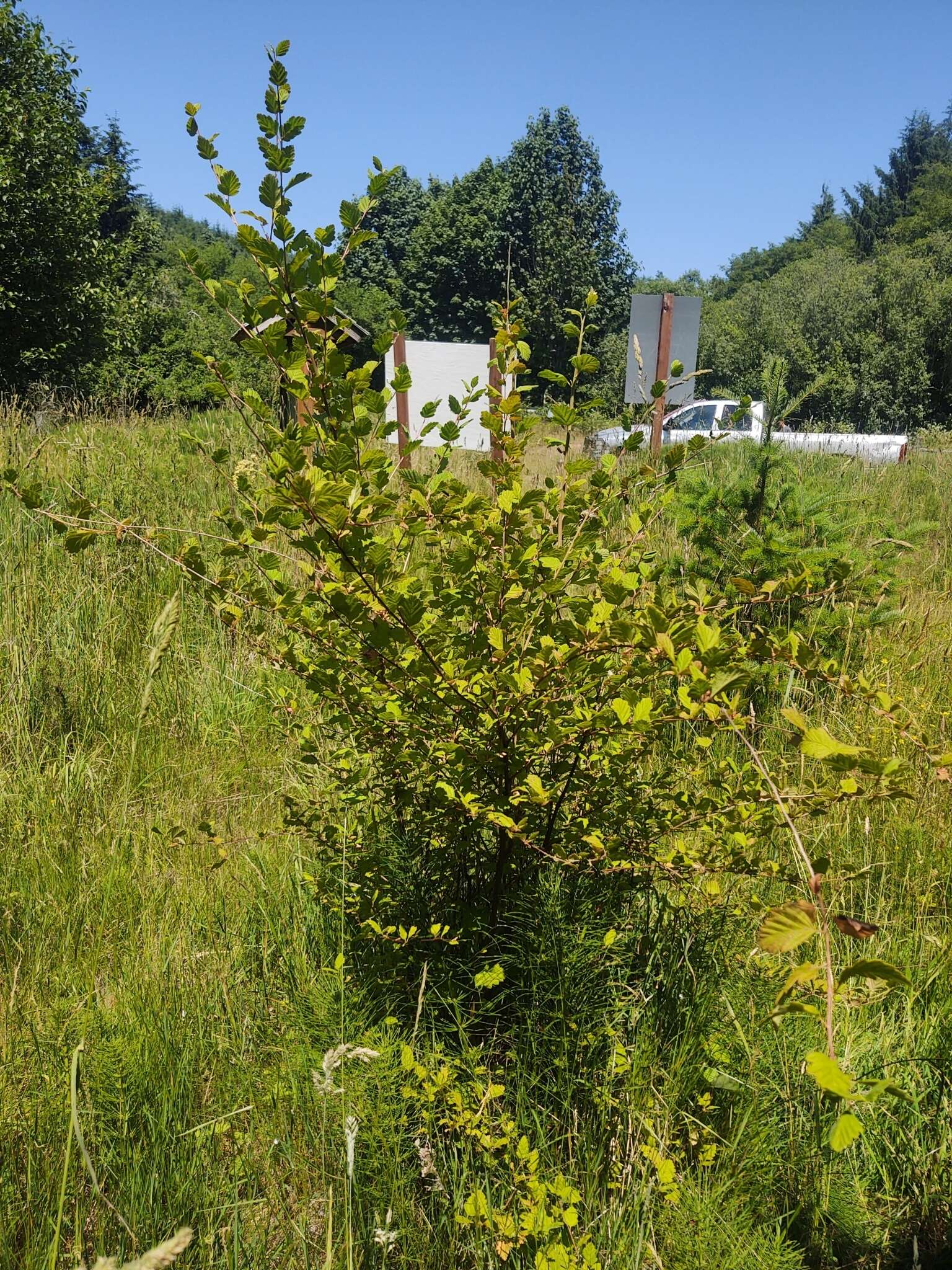 Image of Holodiscus discolor var. discolor