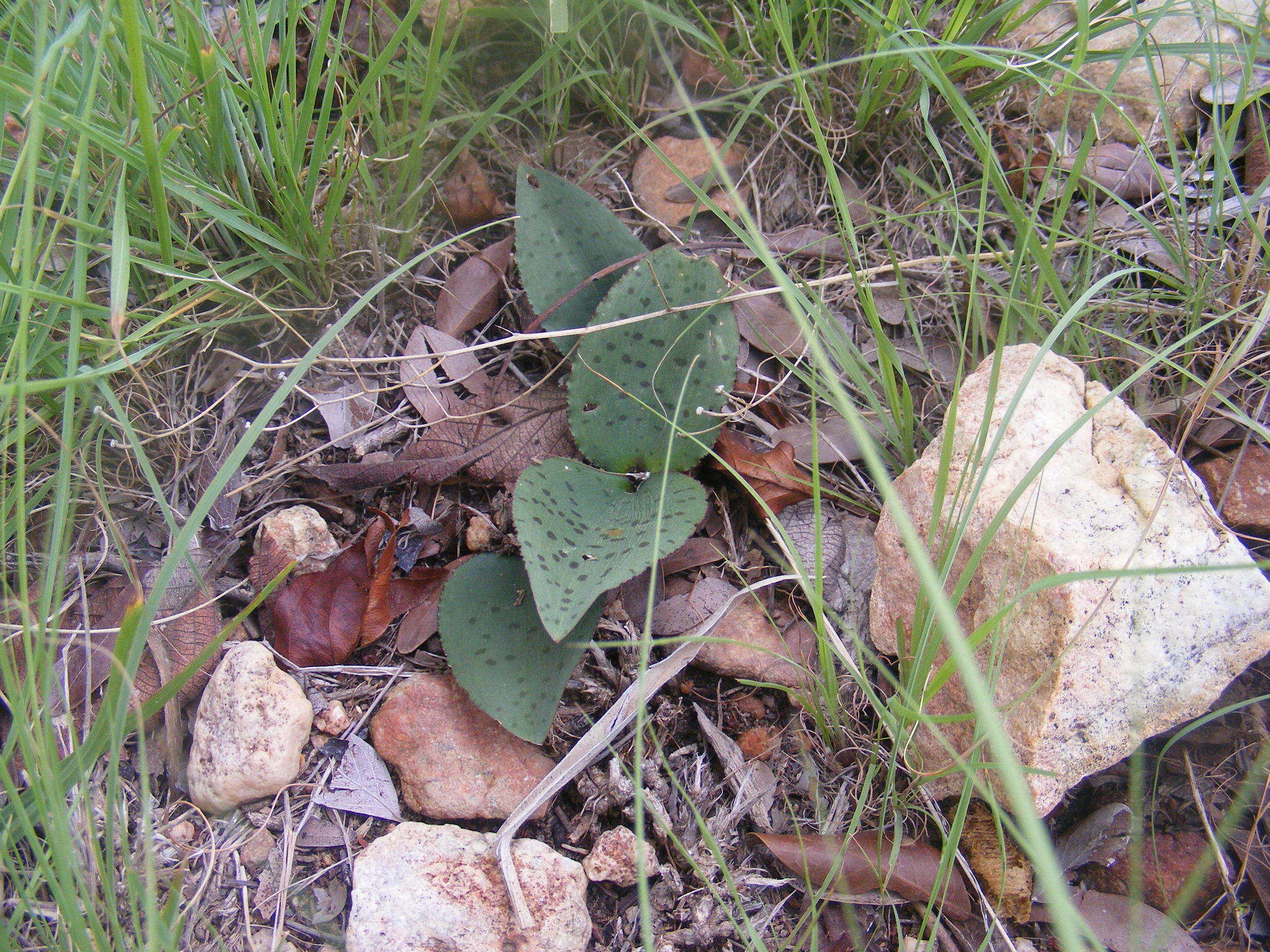 Image of Drimiopsis burkei subsp. burkei