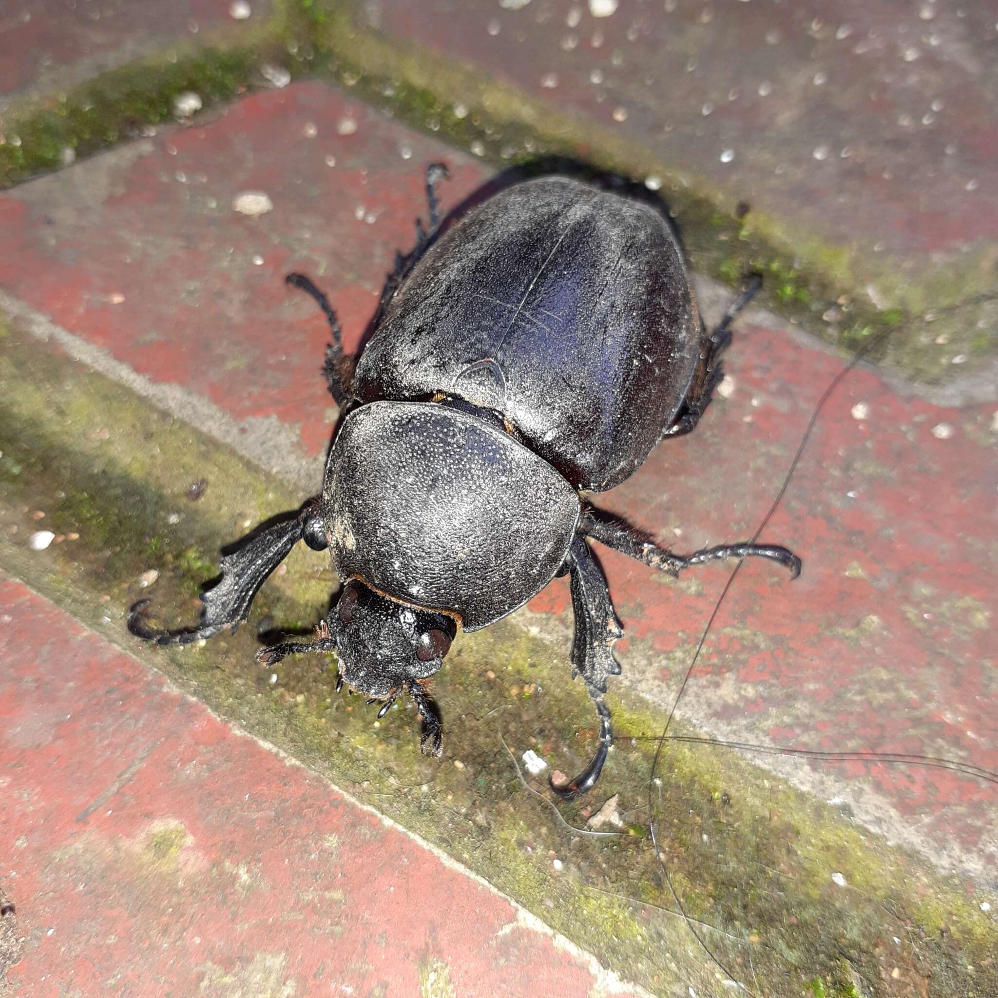 Image of Elephant Beetle