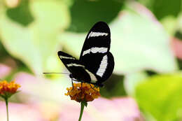 Image of Heliconius hewitsoni Staudinger 1875