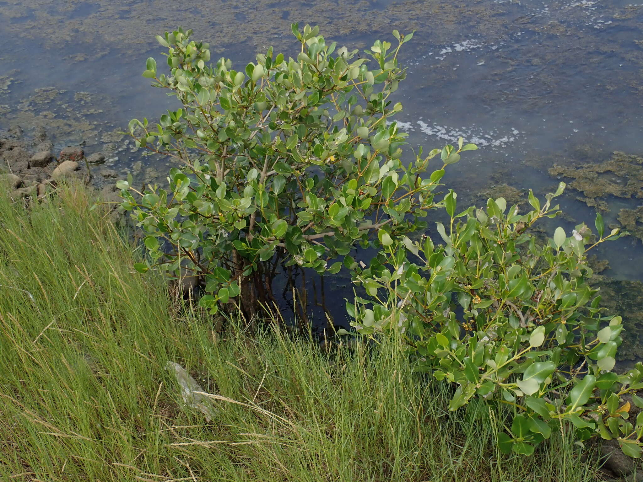 Image of Gray Mangrove