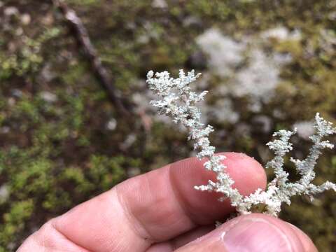 Image of Woolly foam lichen