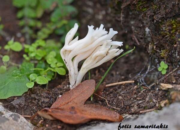 صورة Ramaria gracilis (Pers.) Quél. 1888