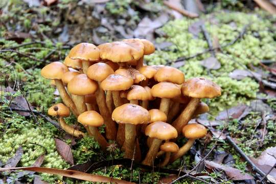 Pholiota malicola (Kauffman) A. H. Sm. 1934 resmi