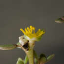 Image of Portulaca nitida (Danin & H. G. Baker) C. Ricceri & P. V. Arrigoni