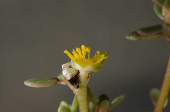 Image of Portulaca nitida (Danin & H. G. Baker) C. Ricceri & P. V. Arrigoni