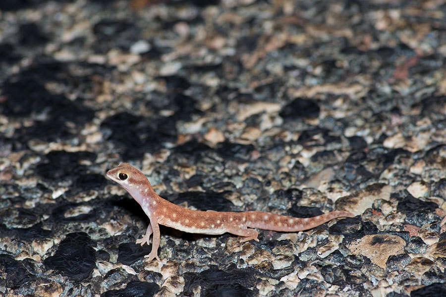 Image of Beaked Gecko