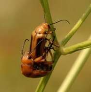 Plancia ëd Nemognatha (Pauronemognatha) punctulata Le Conte 1853