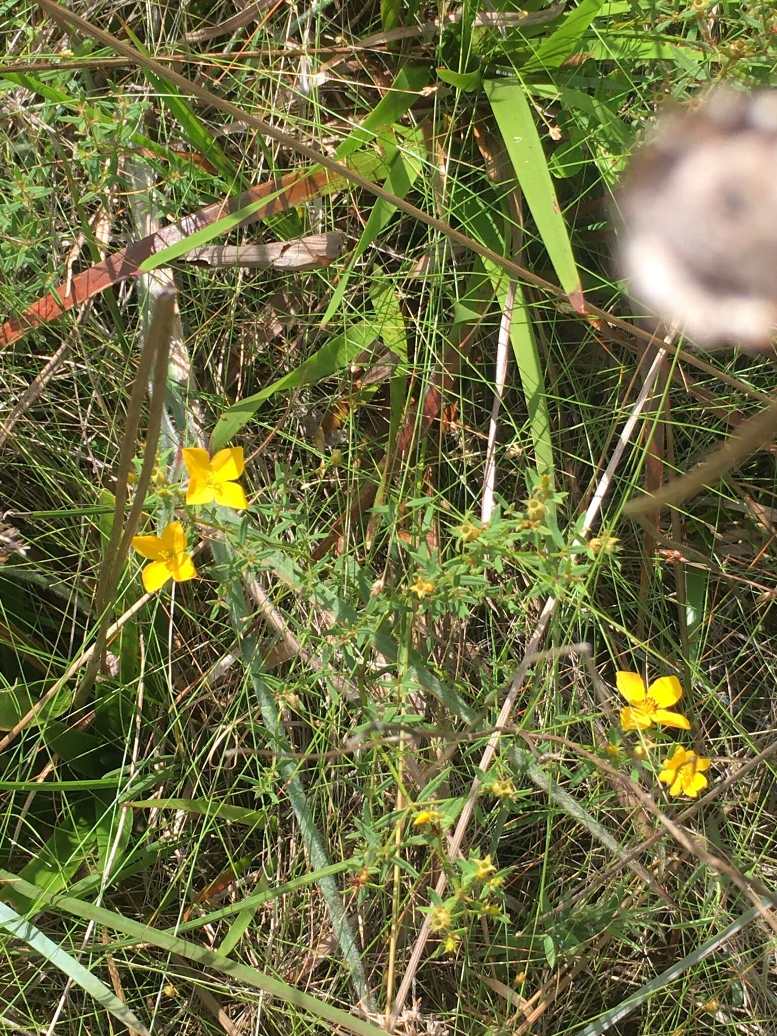 Image of Yellow Meadow-Beauty