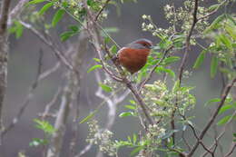 Image of Rusty-browed Warbling Finch