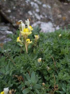 Imagem de Linaria polygalifolia subsp. aguillonensis (García Mart.) S. Castroviejo & E. Lago