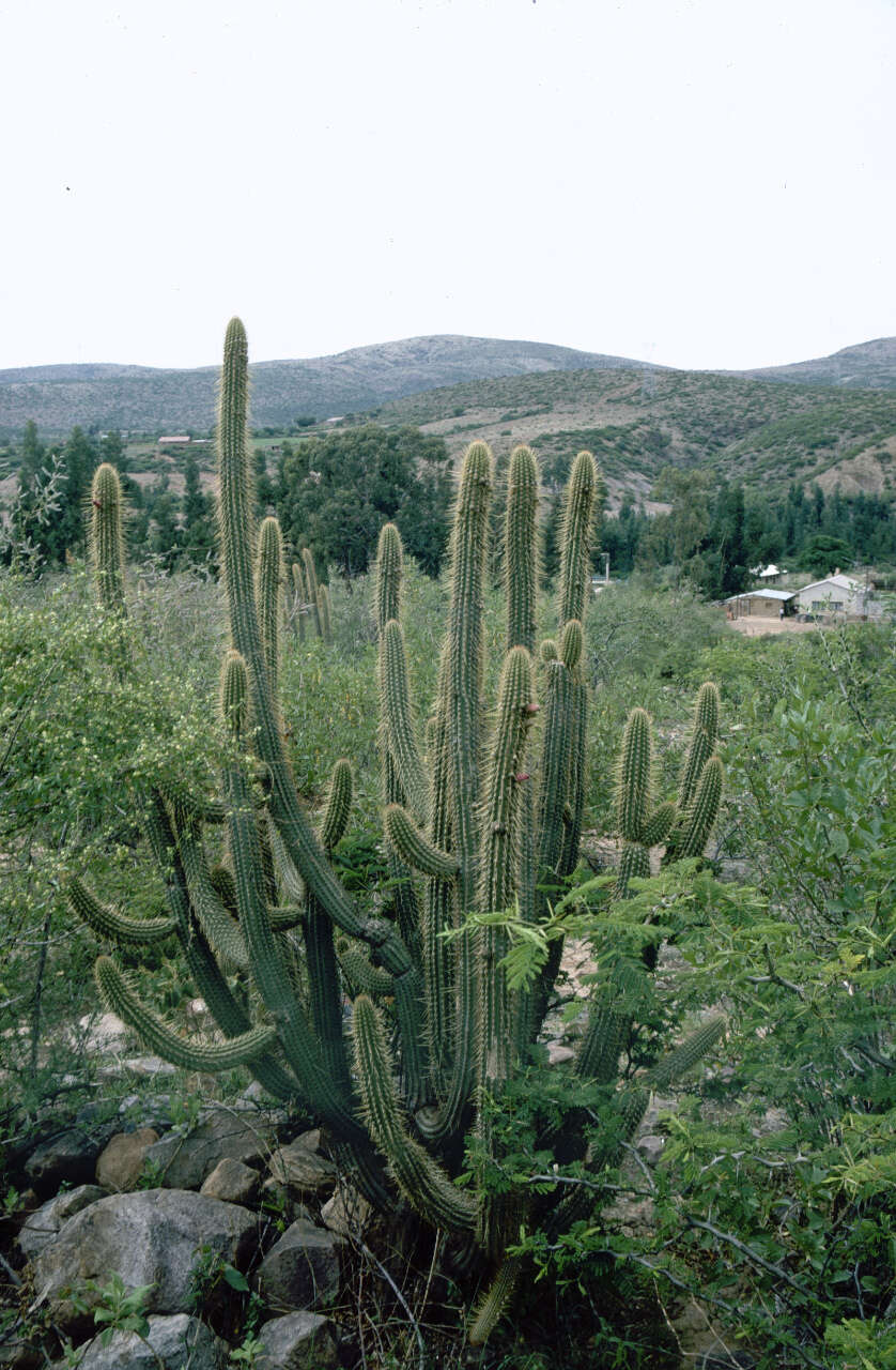 Plancia ëd Cleistocactus parviflorus (K. Schum.) Rol.-Goss.