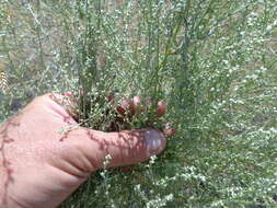 Plancia ëd Artemisia marschalliana Spreng.