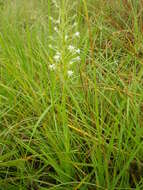 Image of Habenaria caffra Schltr.