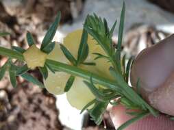 Sivun Verbascum orientale (L.) All. kuva