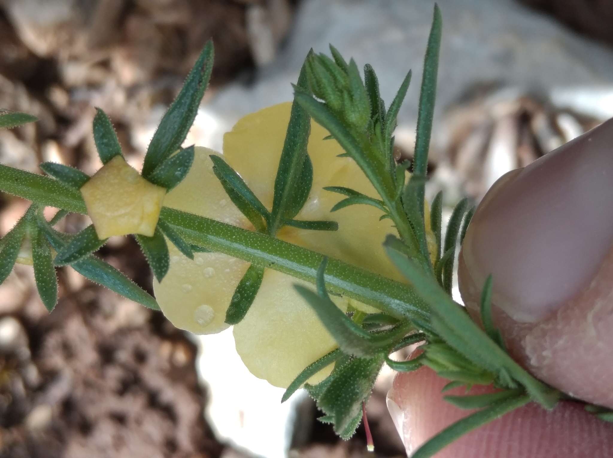 Sivun Verbascum orientale (L.) All. kuva