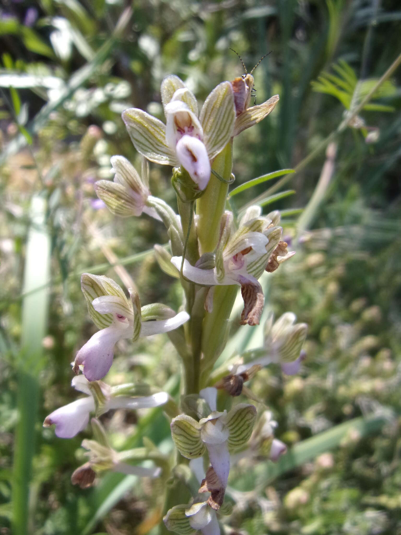 Anacamptis morio subsp. syriaca (E. G. Camus) H. Kretzschmar, Eccarius & H. Dietr.的圖片