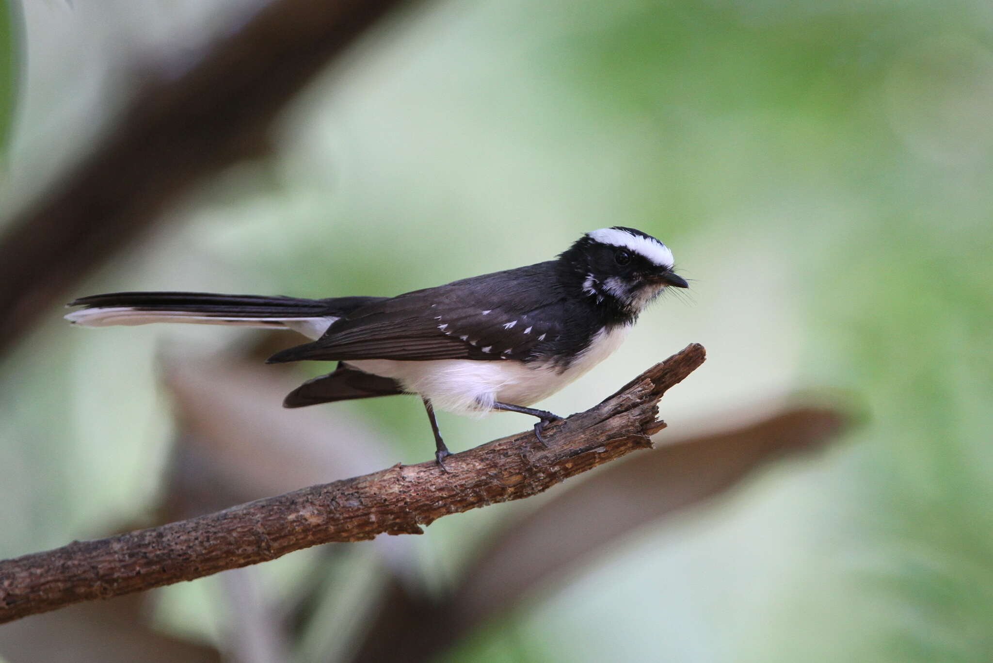 Image of White-browed Fantail