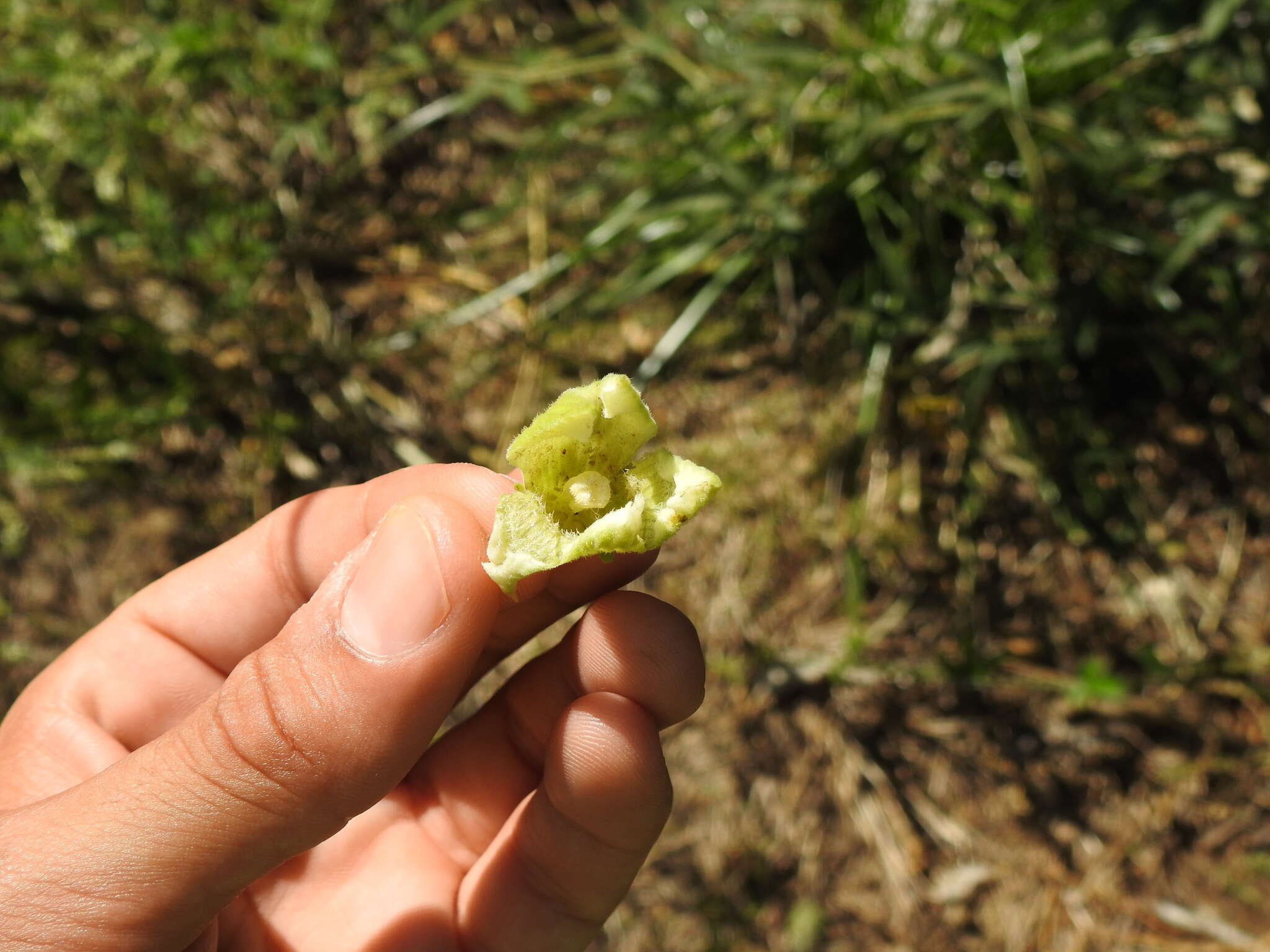 Image of Cayaponia podantha Cogn.