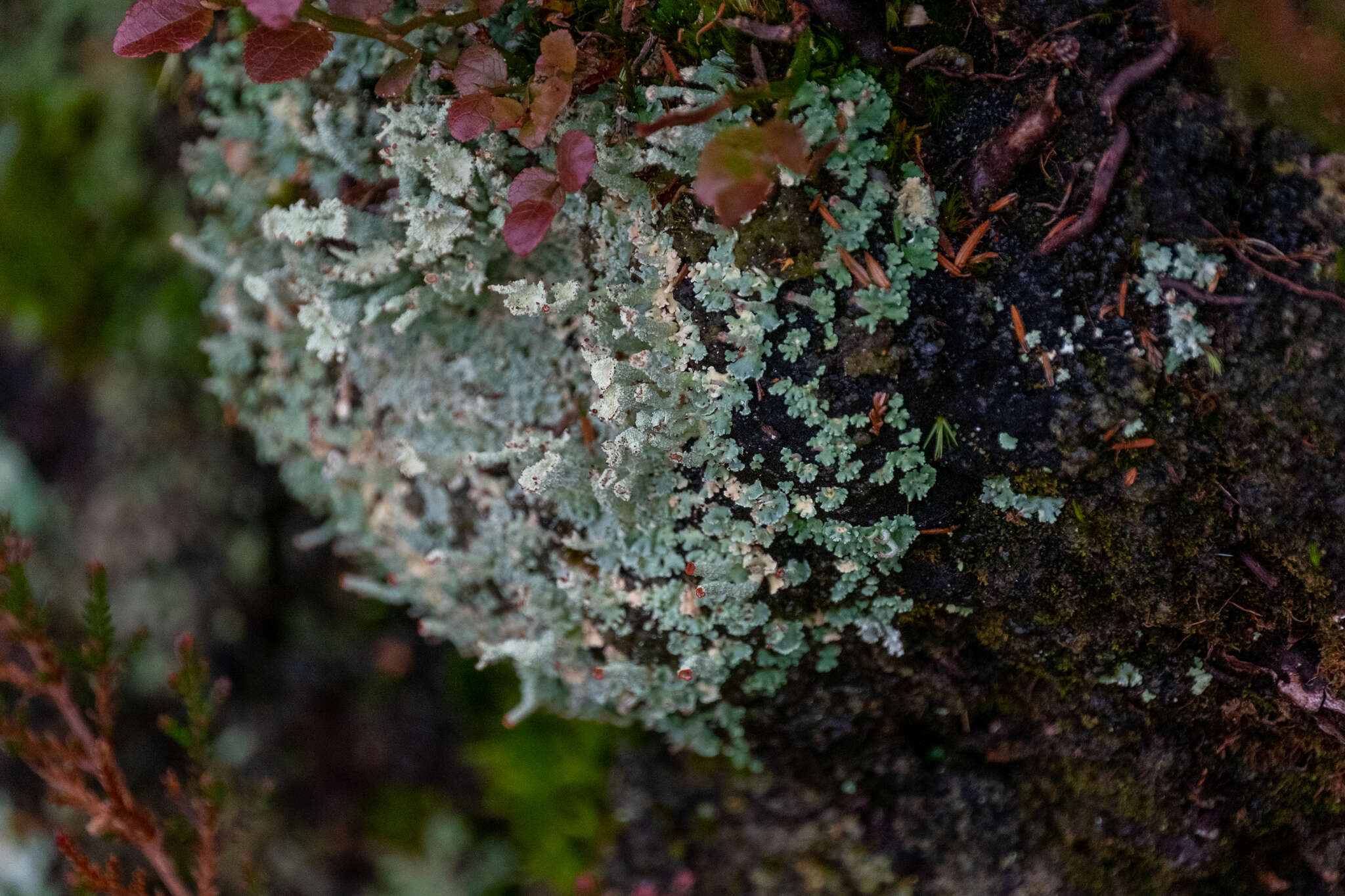 Image of Cladonia polydactyla (Flörke) Spreng.