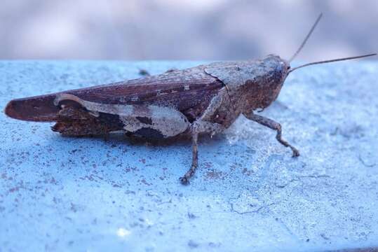 Image of Xenocatantops brachycerus (Willemse & C. 1932)