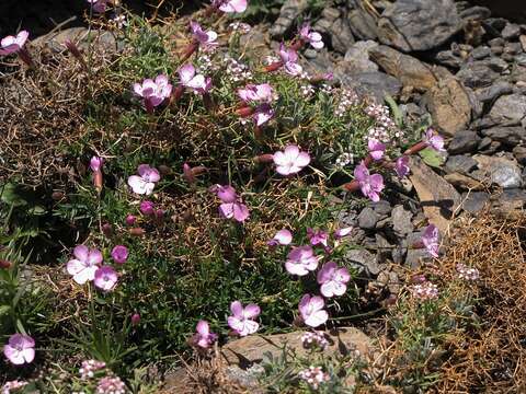 Слика од Dianthus pungens subsp. brachyanthus (Boiss.) Bernal, Fernández Casas, G. López, M. Laínz & Muñoz Garmendia